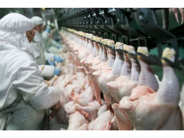 کشتارگاه‌های صنعتی طیور مازندران با نصف ظرفیت کار می‌کنند