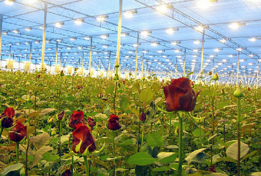 کهگیلویه و بویراحمد، قطب تولید گل در کشور می‌شود