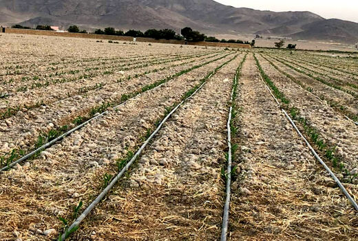 تجهیز ۱۱۱۸ هکتار از اراضی دیم دشت نازک پلدشت به سیستم های آبیاری نوین