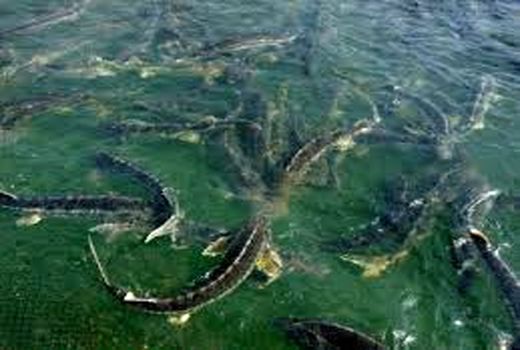 تولید ۴۱ تن ماهی خاویاری در استان قزوین