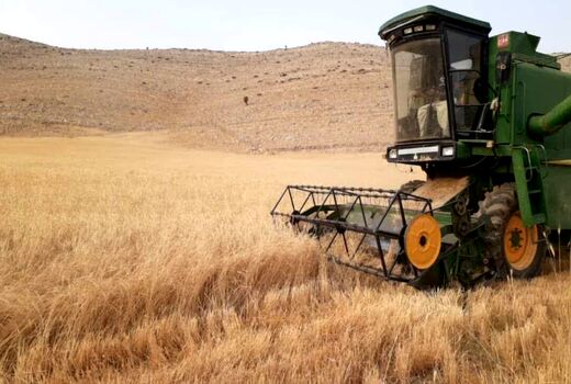 پیش‌بینی برداشت ۴۰ هزار تن محصول در دیم‌زارهای چهارمحال و بختیاری
