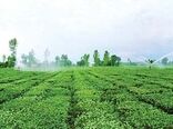 فضای تولید واشتغال در دشت جگین ایجاد شده است