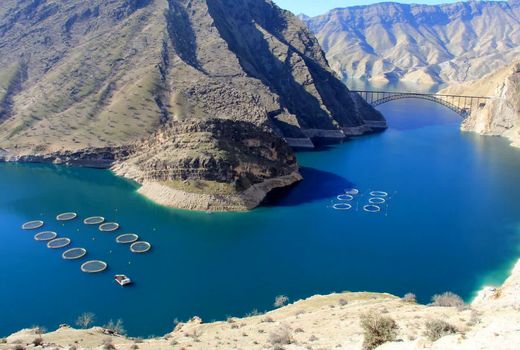 افزایش بهره‌وری و تولید با پرورش ماهی در قفس