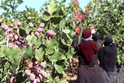 امسال کاهش تولید پسته نداریم