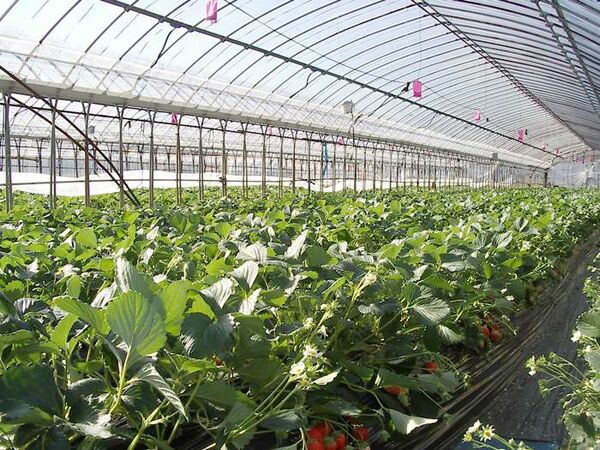توسعه کشت گلخانه‌ای در اصفهان در اولویت قرار گرفته است