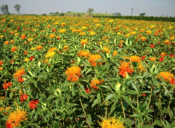 آغاز برداشت کلاله گلرنگ از مزارع دیم استان قزوین