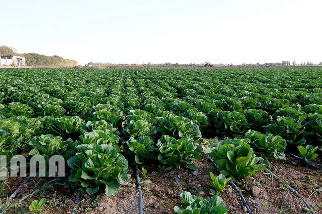 آبیاری قطره‌ای