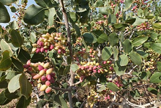 برداشت بیش از 15هزار تن پسته از باغات شهرستان سیرجان