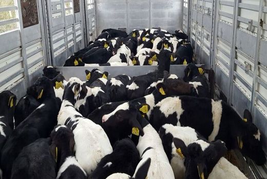 مصوبه اصلاح دستورالعمل صادرات دام زنده سنگین ابلاغ شد