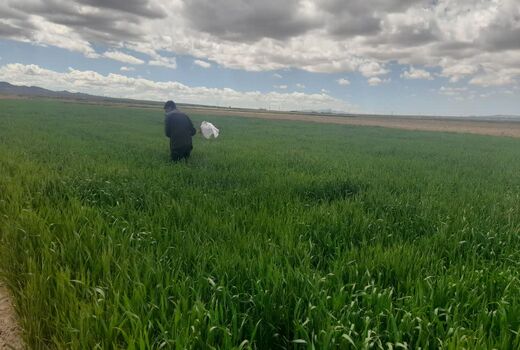 پایش میدانی مزارع غلات شاهرود برای کنترل آفات و علف‌های هرز