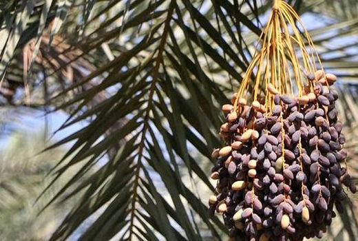 پایان کار خرید تضمینی خرما در خوزستان