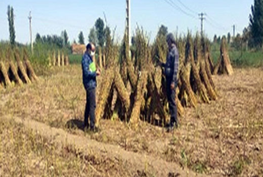 برداشت 165 تن دانه روغنی کنجد از 50 هکتار از اراضی زراعی شهرستان خداآفرین