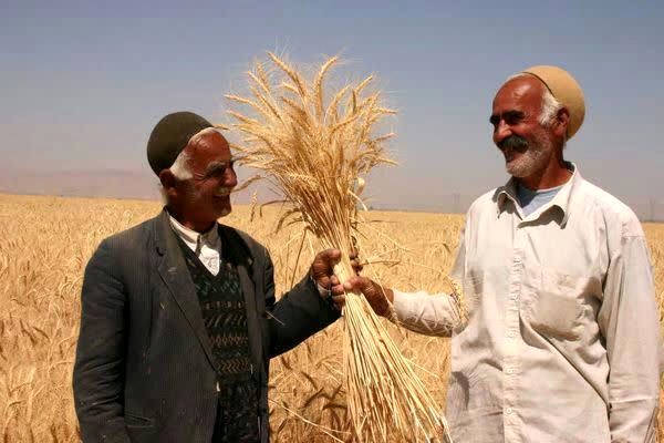  ۲۰۸ هزار هکتار از محصولات زراعی چهارمحال و بختیاری زیرچتر بیمه کشاورزی قرار گرفت