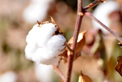 برداشت ۱۷ هزار تُن طلای سفید در خراسان‌جنوبی