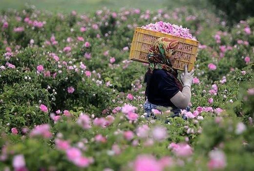 گلوگاه صادرات گل محمدی در بازاررسانی و فرآوری است / کیفیت گل محمدی قربانی افزایش عملکرد
