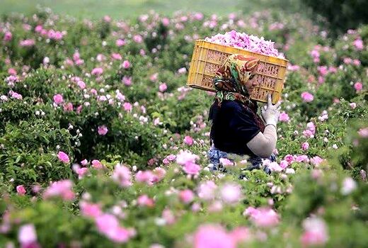 گلوگاه صادرات گل محمدی در بازاررسانی و فرآوری است / کیفیت گل محمدی قربانی افزایش عملکرد