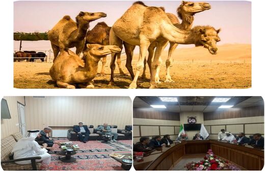 واردات شتر به استان یزد در آینده نزدیک