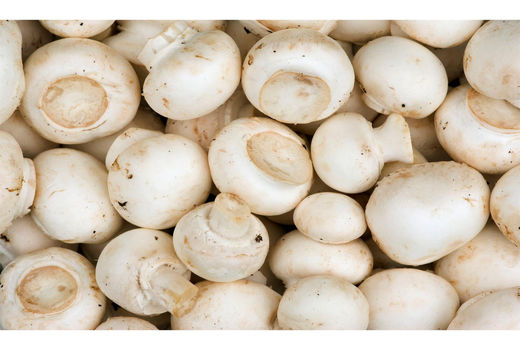 تولید 10تن قارچ دکمـه‌ای در قائم‌شهر