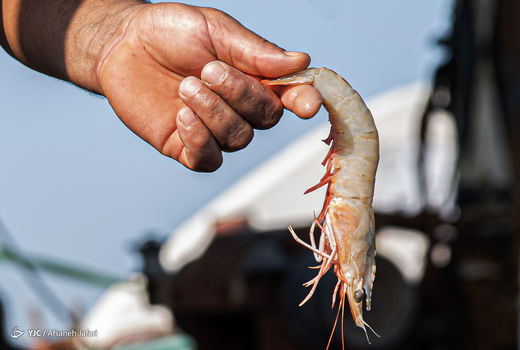 تولید 45 هزار تن میگو در استان بوشهر