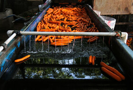 رونق کارگاه‌های هویج شویی در بیضاء