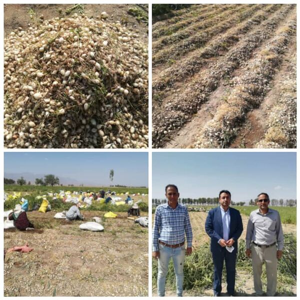 برداشت آنیون ست (بذرپیاز خوراکی ) از 65 هکتار مزارع شهرستان بردسیر 