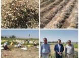 برداشت آنیون ست (بذرپیاز خوراکی ) از 65 هکتار مزارع شهرستان بردسیر 