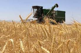 افزایش قیمت خرید گندم موجب اشتیاق گندم کاران خراسان شمالی برای تولید بیشتر محصول شد