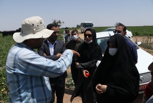 برداشت محصول گوجه فرنگی از مزارع استان  قزوین آغاز شد