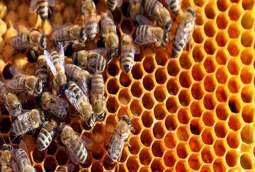 جهش ۱۱۶ درصدی تولید عسل با توسعه صنعت زنبورداری در اصفهان