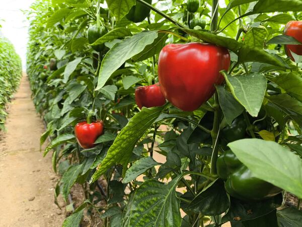 افتتاح گلخانه تولید سبزی و صیفی در آباده
