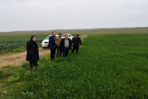 پایش میدانی محصولات پاییزه در خداآفرین؛ تأکید بر مدیریت آفات و کلزای استراتژیک