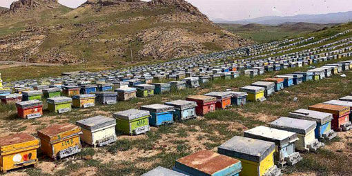 شهرستان سراب با تولید حدود 2416تن عسل در سال، در رتبه دوم استان قرار دارد