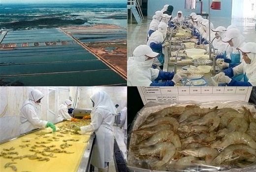 ۸۰ درصد صنایع فرآوری آبزیان استان بوشهر در مدار فعالیت و تولید قرار گرفت 