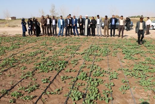 تا کنون 550 هکتار از مزارع استان کرمان زیر کشت کلزا رفته است 