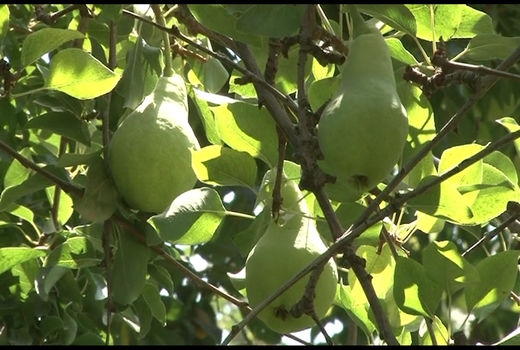 افزایش ۳۰ درصدی محصول گلابی از باغ‌های خمینی شهر