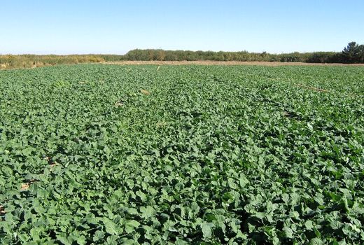 الگوی کشت به کشاورزان بوشهر ابلاغ شد 