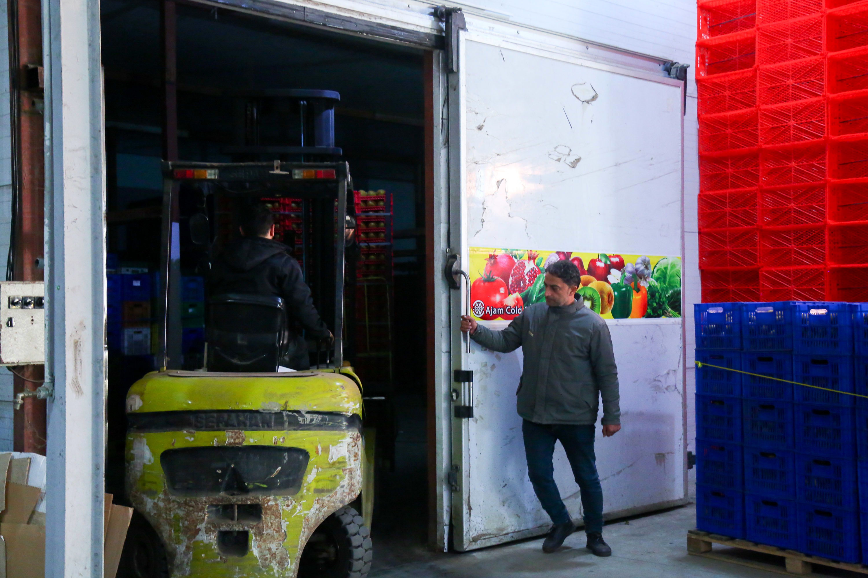  میوه ای شگفت انگیز به نام کیوی 