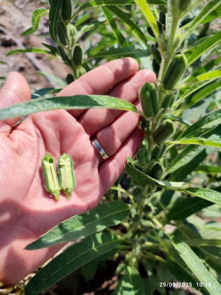 کنجد محصولی طلایی برای کشاورزی کم آب بر