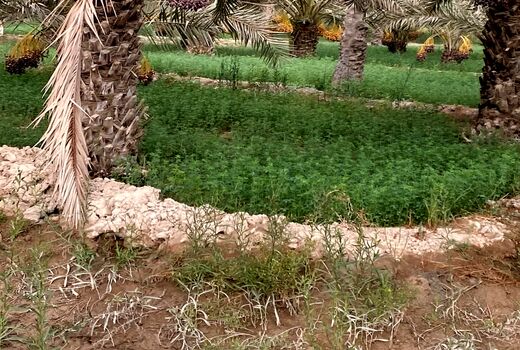 افزایش کمی و کیفی تولید محصول نخیلات در آبادان