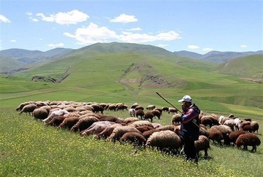 شبکه دامیاران بومی تشکیل می‌شود/ آغاز اجرای طرح ملی افزایش تولید در دامداری‌های روستایی و عشایری