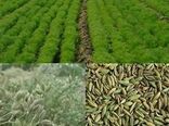 کاشت زیره سبز در 310 هکتار از اراضی کشاورزی استان البرز