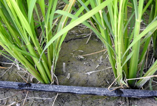 کاهش 50 درصدی مصرف آب در برنج در فارس