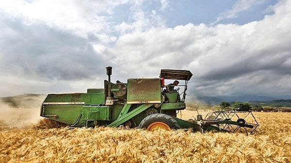 ۹ هزار و ۷۵۰ تن گندم و کلزا از کشاورزان آبیک خریداری شد