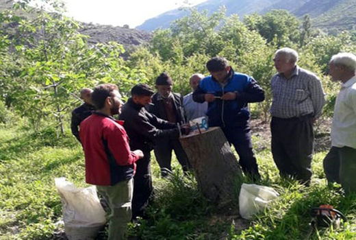 تعویض تاج باغات گردو و احداث باغ یکدست گردوی پیوندی در سطح 8 هکتار درشهرستان خداآفرین 