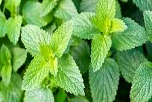 در اولین مجتمع گرمسیری کشور در حوزه گیاهان دارویی چه می‌گذرد؟