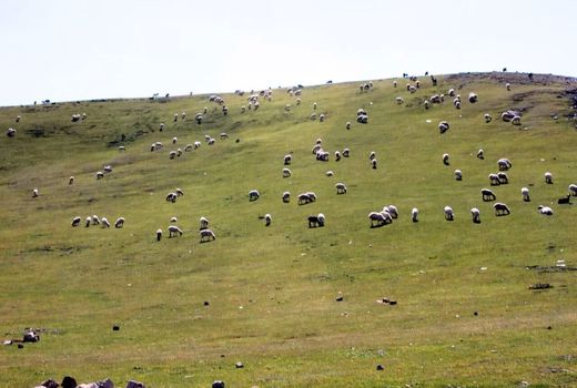 بهبودی پوشش مراتع شهرستان کوهرنگ با بارش‌های بهاری 