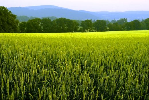 کشاورزان خراسان شمالی تنشی بر سر آب ندارند