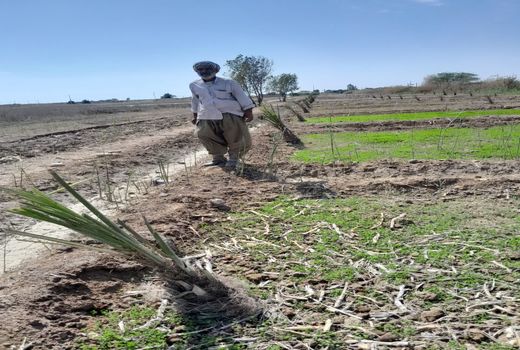 استمرار طرح کشت توسعه و جایگزینی پاجوش نخیلات در آبادان 