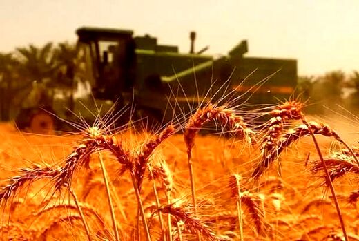 ۵۹۱ میلیارد تومان از مطالبات گندم‌کاران استان بوشهر پرداخت نشده است