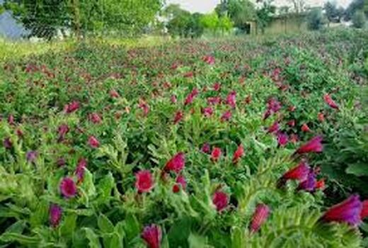 کشت گیاهان داروئی در استان از استقبال خوبی برخوردار است